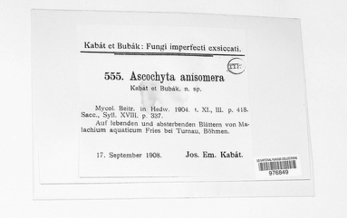 Ascochyta anisomera image